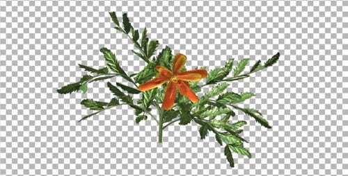Animated Floral Growth with Transparent Background