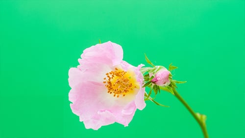 Rose Hip Blossoming