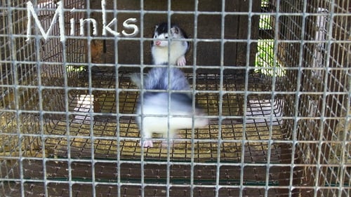 Minks in Cage at Rural Farm