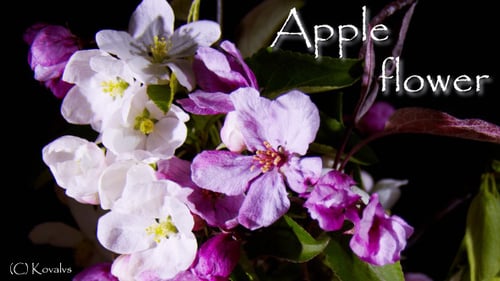 Apple Flower