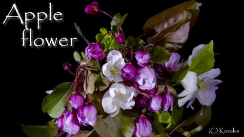 Apple Flower 3