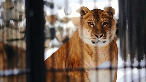 mamá y cachorro de liger