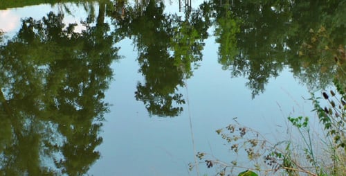 Baumreflexion auf dem Fluss 3