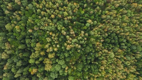 Top Down Autumn Forest, Fall Mixed Woodland Aerial Shot. Drone Flies Over Pine Trees and Yellow