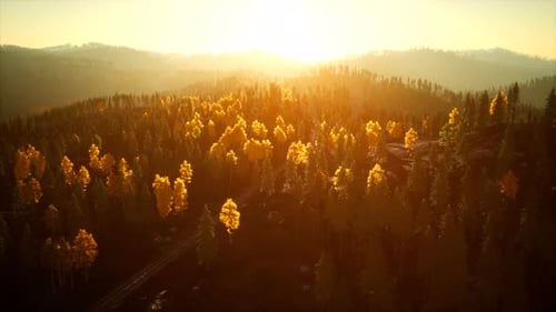 Sunlight in Spruce Forest in the Fog on the Background of Mountains at Sunset