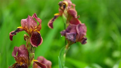 Close Up of Red Irises with Water Droplets