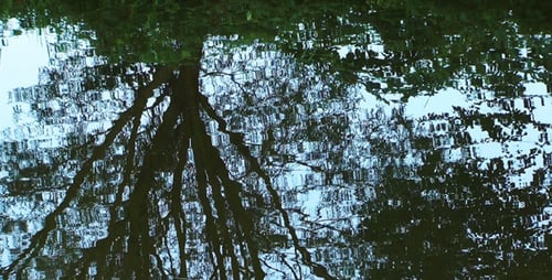 Baumreflexion auf dem Fluss 6