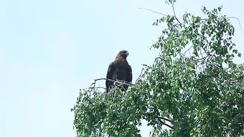 Hawk Bird