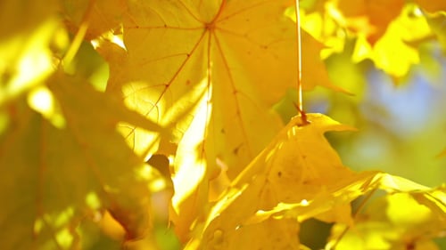 Golden Yellow Leaves Glowing in Autumn Sunlight
