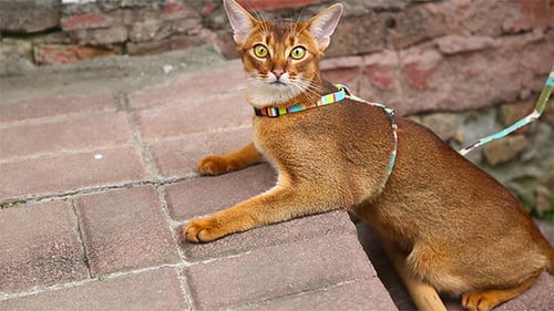 Abyssinian Cat Resting on Brick Staircase Outdoors