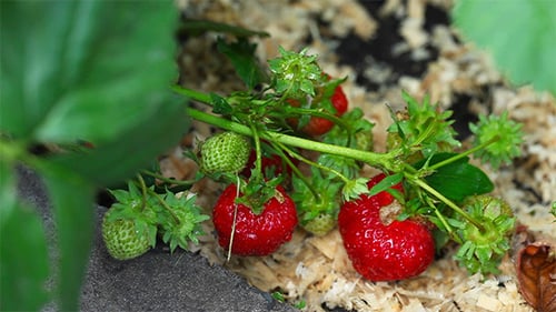 Strawberry