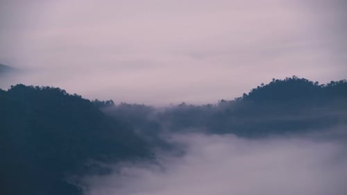 Wald Und Nebel