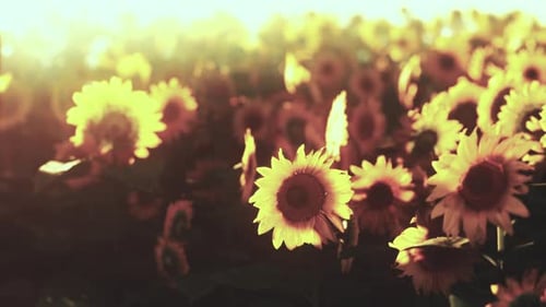Sunflower Field Landscape at Sunset