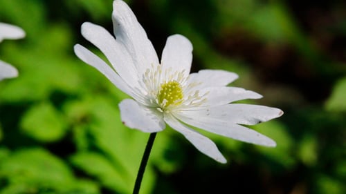 Weiße Blumenanemone