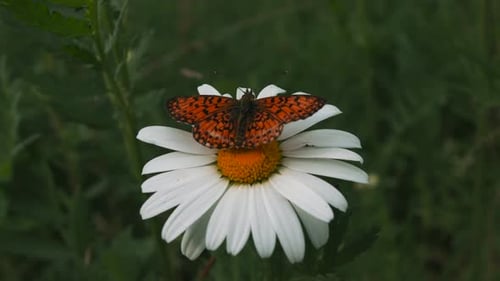Butterfly Resting on a White Daisy