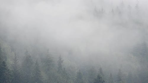 Misty Forest Landscape with Dense Cloud Coverage