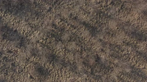 Aerial View of Barren Landscape with Bare Trees