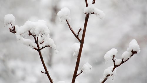 Snow-Covered Branch Of Tree