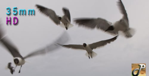 Seagulls Flying Against a Cloudy Sky