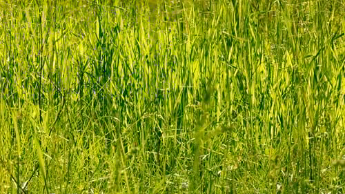 Tall Green Grass Background
