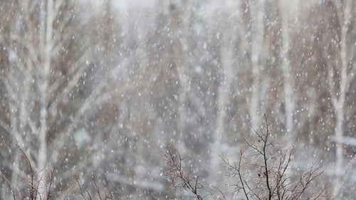 Heavy Snowfall On The Background In Winter