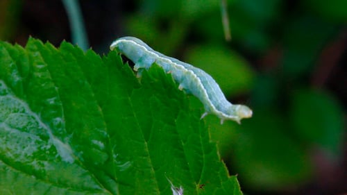 Green Caterpillar On Grass