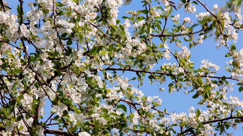 Flowering Tree Branches Against a Clear Sky