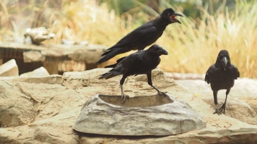 Crow Trinkwasser