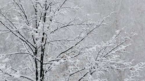 Heavy Snowfall On The Background Of Snowy Trees