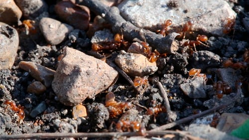 Ants In Forest