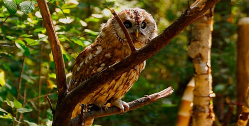 Tawny Owl Perched on a Branch in Nature