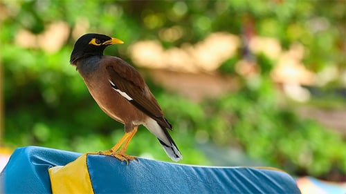 Common Myna