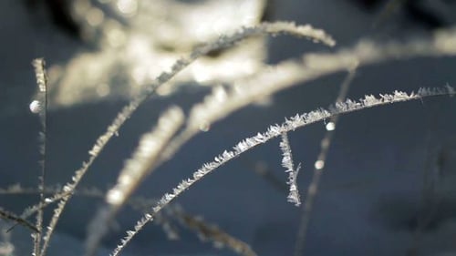 Frost Covered Grass