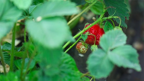 Strawberry