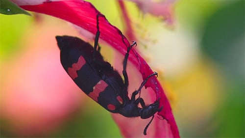 Insect Crawling on a Red Flower Petal