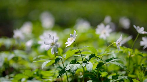 Anemones In Spring Forest