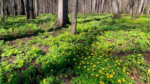Spring Fores Landscape