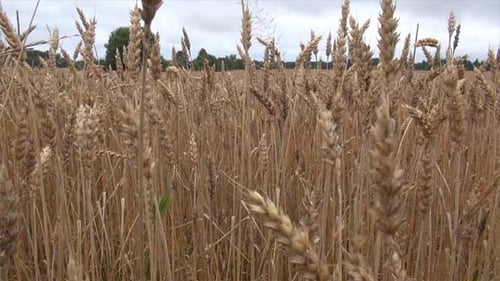 Wheat Field Blowing in the Wind, Rural Landscape