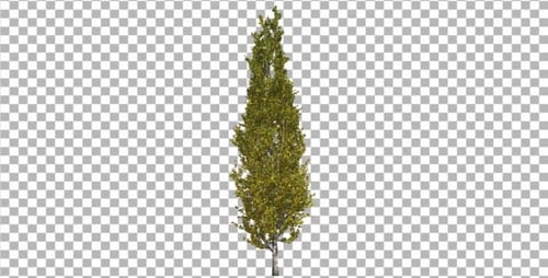 Animated 3D Tree for Compositing Nature Scenes