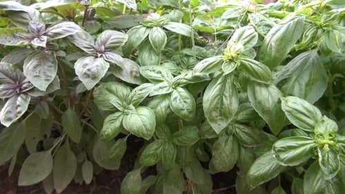 Lush Basil Plants Growing in Garden