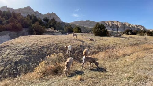 Wildlife deers. bighorn sheeps eating in badlands National Park, South Dakota. six sheep grazing aga