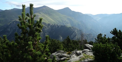 Trees On Top Of The Mountain