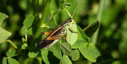 Grasshopper Resting on Green Leaf in Sunlight