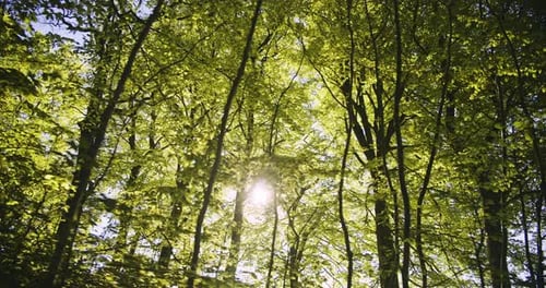 Green Forest Woods and Bright Sunlight Glaring in Background