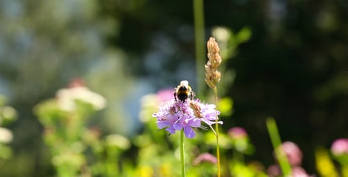 Blume Und Biene
