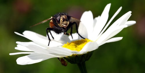 Voler sur une marguerite