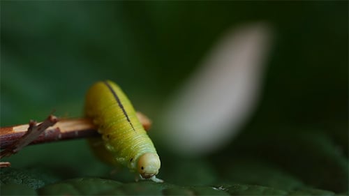 Caterpillar