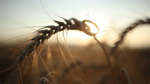 Wedding Rings on Wheat at Golden Hour