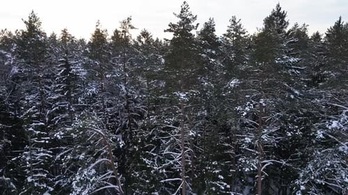 Aerial Revealing Shot of Amazing Beautiful Forest Covered in Snow