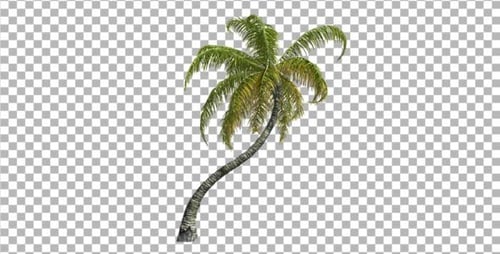 Animated Swaying Palm Tree Element
